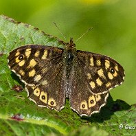 Speckled Wood